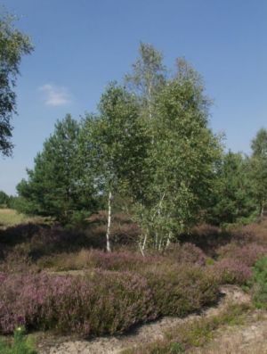 Glücksburger Heide